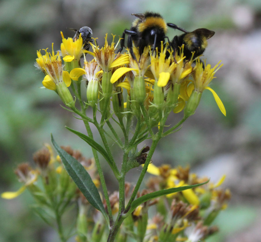 Senecio ovatus